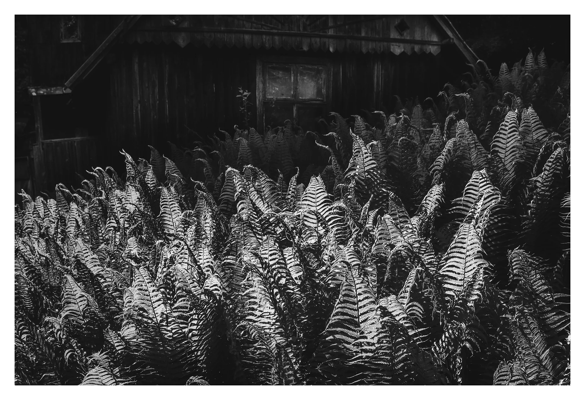 zdjecie czarno-biale paprocie na tle sciany drewnianej chaty